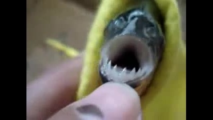 Стиска ли ви да докоснете устната на пиранята по този начин :)