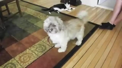 Куче лае много смешно!