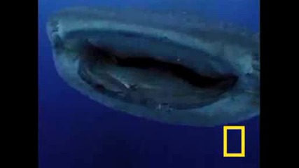Какво Става Под Водата