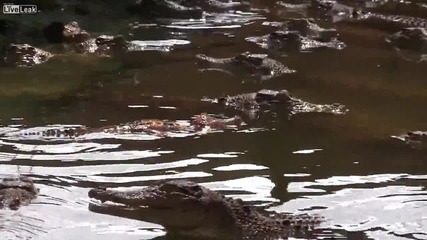 Бъзик с крокодилите