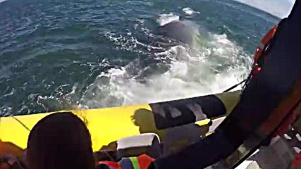 Син кит накара туристи в лодка да изтръпнат!