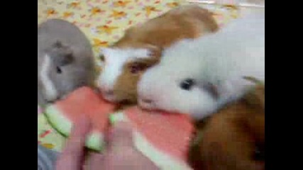 Морски свинчета сладко ръбат диня :)