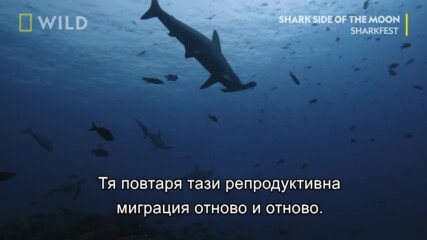 Акули чук | Фестивал на Акулите | NG Wild Bulgaria.