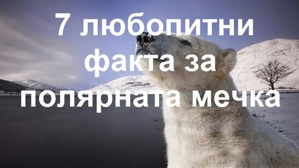 7 любопитни факта за полярната мечка