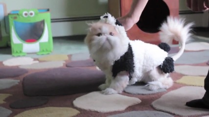 Сладко коте облечено в костюм на панда