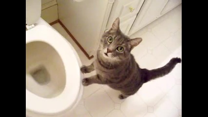 Котка която обича да гледа тоалетната :d:d:d 