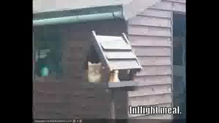 Funny Cat Pics