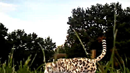new jaguar-02