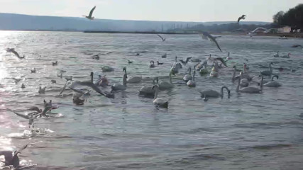 Varna - Black Sea Coast today 029