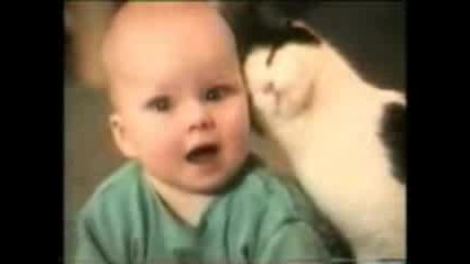 Crazy Cats