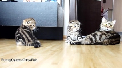 Изключителни малки сладури ..