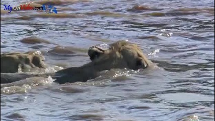 Лъвове преплуват река пълна с крокодили