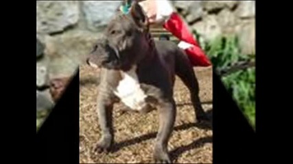 Pitbulls 