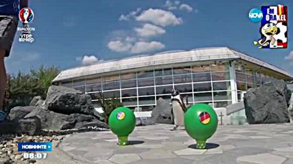 Пингвин и тюлен предсказват мачовете от Евро 2016