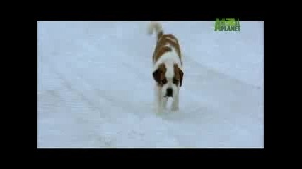Dogs 101 - Saint Bernard
