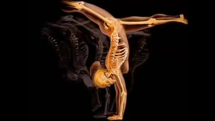 Анатомия на човешкото тяло 