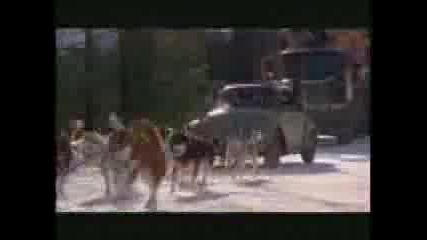 Snow Dogs