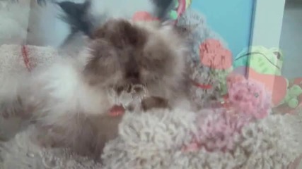 Сладкото коте празнува Свети Валентин 