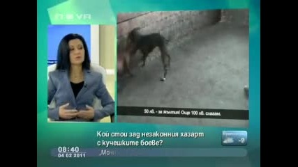 Полицаи организират незаконния хазарт - боеве с кучета 