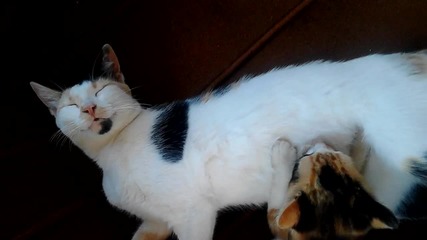 Как котката кърми малкото си