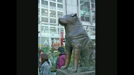 Hachiko A Dogs story