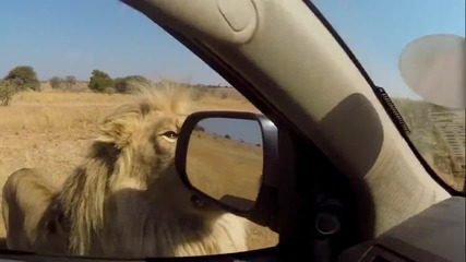 Lions - The New Endangered Species! (gopro)