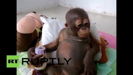 Това бебе орангутан ще те накара да се учудиш как пие
