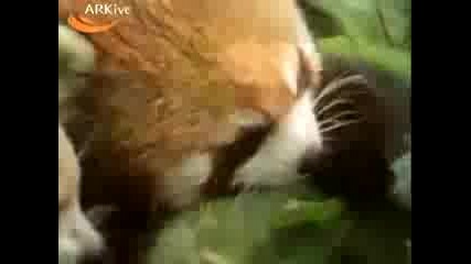 Red Panda Eating Berries 