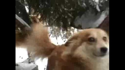 Моите Кучета.wmv