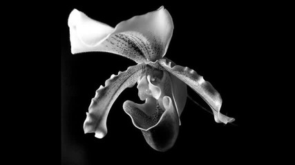Kauan - Orkidea