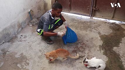 Somalia Animal Samaritan