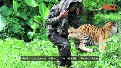 Бенгалски тигър - моя най - добър домашен любимец тежащ 178kg Хишник