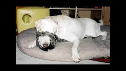 Cats And Dogs
