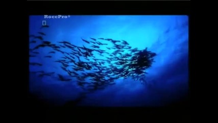 Nat Geo Wild Promote