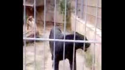 Пантера от зоологическата градина