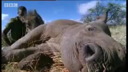 Бебе носорог намира приятели в природата след изоставяне от майка си - Bbc Wildlife