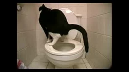 котка ходи в човешка тоалетна