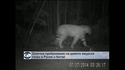 Броят дивите амурски тигри в Русия и Китай