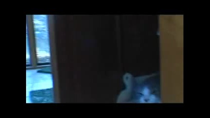 Very very angry cat attacks 