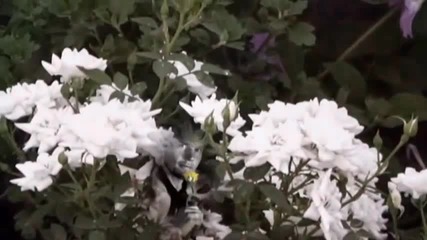 Armik Rosas del Amor