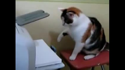 Котка атакува принтер :3 