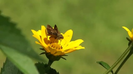Warren Bennett - Butterfly