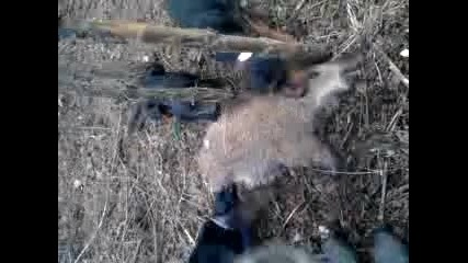 Video - 0001