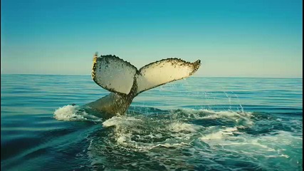 Wild Ocean 3d