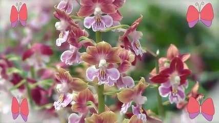 Spring Calanthe - the most various orchid