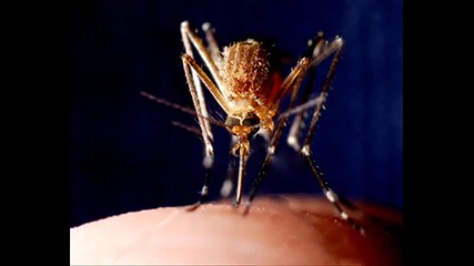 Maksim - Shte te hapqt komari