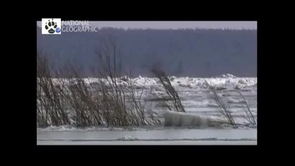 Vahsi rusya Sibirya 2. Bolum Izle 2011 Hq