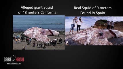 48 Метра Гигантски Калмари открити в Калифорния? 10 януари, 2014 (както е обяснено)