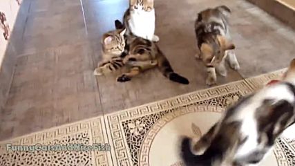 Kittens Playing Bottleball Funny Cats