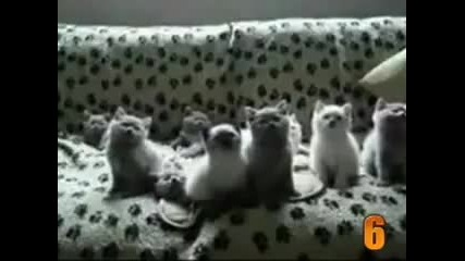 Top 10 Cute Cat Videos 